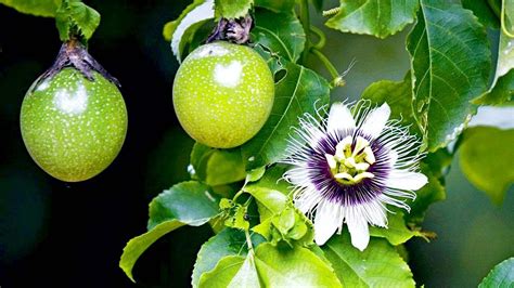 does passion fruit grow on trees